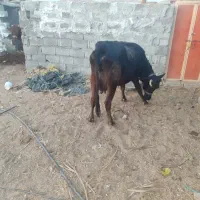 فروش دو راس گاو درجه یک|حیوانات مزرعه|لامرد, |دیوار