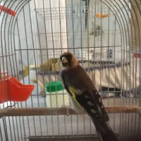 قناری سوپری ورنگی وسهره سفت خون|پرنده|اراک, |دیوار