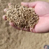 جو محلی درجه یک کیسه شده