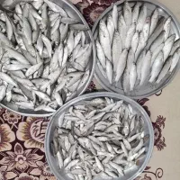 ماهی زوری وبیاح تازه
