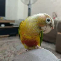 کشور پرندگان ملنگو راهب گیرینچیک برزیلی خورشیدی|پرنده|تهران, گلستان (شهرک راه آهن)|دیوار