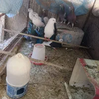 کفتر|پرنده|میبد, |دیوار