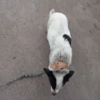 سگ پا کوتاه|سگ|اردبیل, |دیوار