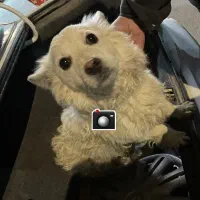 سگ پیدا شده