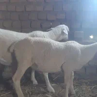 بره نر لاکن 50 درصد و بره نر خالص لاکن