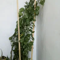 گل پدیلانتوس|گل و گیاه طبیعی|ارومیه, |دیوار