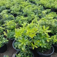 پیتوسبروم سطل ۱۰