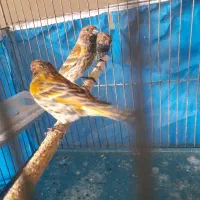 سهره .گلبسر .قناری