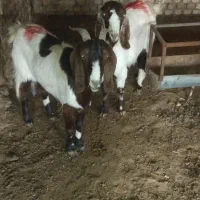 بز استاق|حیوانات مزرعه|تربت جام, شهید مدرس|دیوار