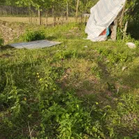 زمین باغی و بیجاری|فروش دفتر صنعتی، کشاورزی، تجاری|خمام, |دیوار