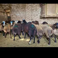 میش|حیوانات مزرعه|شراء, |دیوار