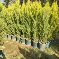 خدمات باغبانی فروش گل تعویض خاک گلدان گلکاری باغ|خدمات باغبانی و درختکاری|تهران, قیطریه|دیوار