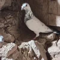 4عدد|پرنده|عطاملک, |دیوار