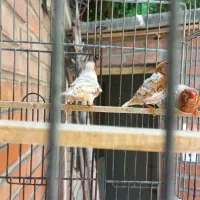 ۳ عددفنچ نر هاف اورنج جوان