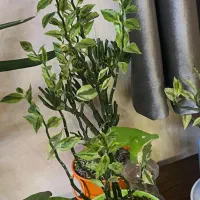 تعدادی گلدان آپارتمانی|گل و گیاه طبیعی|تهران, صادقیه|دیوار