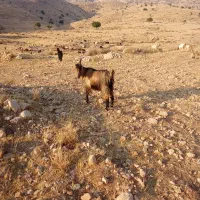 بز سراحال|حیوانات مزرعه|چرام, |دیوار