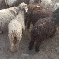 بره ماده