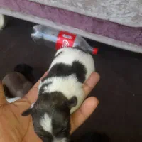 سگپاکوتاهپشمالو