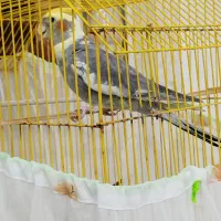 عروس هلندی نر