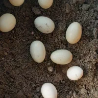 تخم نطفه‌دار نژاد لاکندزی