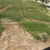 گیاه|گل و گیاه طبیعی|جوانرود, |دیوار