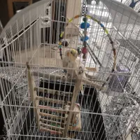 یک جوجه عروس هلندی با قفس و وسایل بازی|پرنده|اهواز, کمپلو شمالی|دیوار