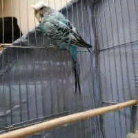 مرغ عشق نر نژاد کرست