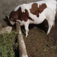 گاو‌‌‌یا‌گوساله‌ماده|حیوانات مزرعه|نوشین شهر, |دیوار