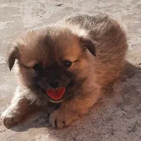 یک جفت توله سگ اشتپیز گوش روباهی۲ماه|سگ|اصفهان, قهجاورستان|دیوار