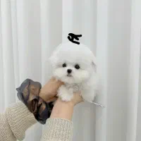 پو.دد.ل.لل|سگ|اهواز, کمپلو شمالی|دیوار