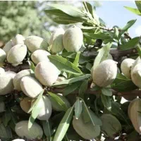 توزیع نهال بادام شمشیری یکساله به قیمت ۵۰ ت|خدمات باغبانی و درختکاری|آران و بیدگل, |دیوار