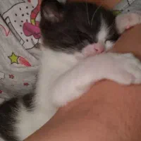 واگذاری بچه گربه|گربه|کرمان, |دیوار