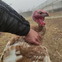 بوقلمون بربن نر و ماده بالغ|حیوانات مزرعه|هشتگرد, قاسم آباد بزرگ|دیوار