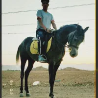 کره نریان دوسر عرب فروش|حیوانات مزرعه|خلجستان, |دیوار