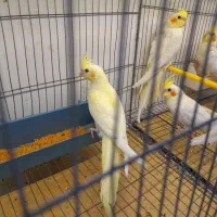 عروس هلندی لوتینو زعفرانی|پرنده|تبریز, |دیوار