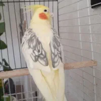 عروس هلندی