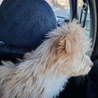 پیدا شده|حیوانات|تبریز, |دیوار