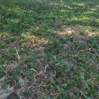 نگهبانی باغ