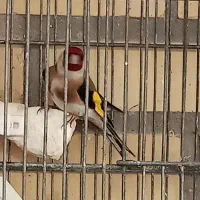 سهره نر|پرنده|اردبیل, |دیوار