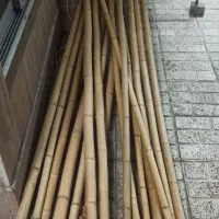 چوب بامبو