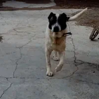 سگ سرابی آدمی