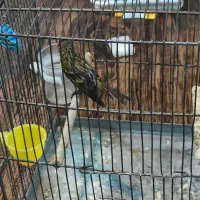 سهره گلبسر های بخون درشت و کشیده