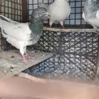 کله ای تیدی