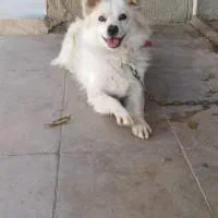 سگ خانگی|سگ|کوه چنار, |دیوار