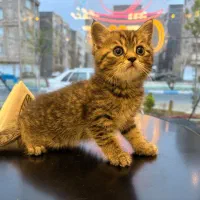 اسکاتیش آنفولد