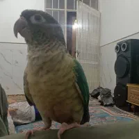 طوطی گیرینچگ