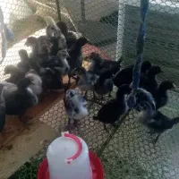 جوجه محلی اصل|حیوانات مزرعه|بندر دیر, |دیوار