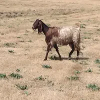بز‌ پاکستانی‌اصیل ‌به‌همراه ‌بز‌غاله‌