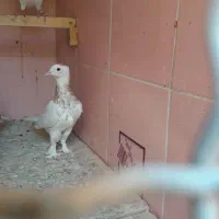 جوجه گم شده|پرنده|تهران, هفت چنار|دیوار