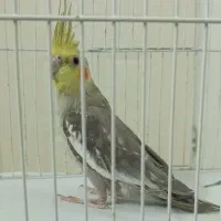 عروس هلندی آهویی